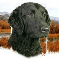 avatar icon